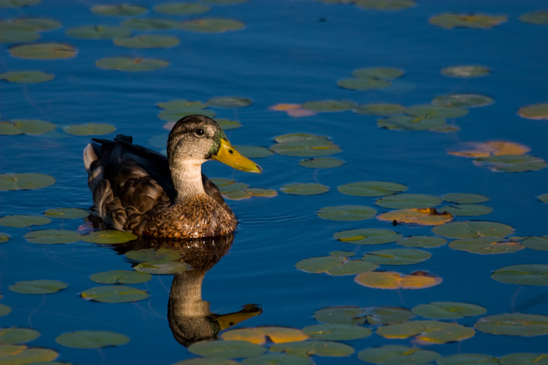 Mallard